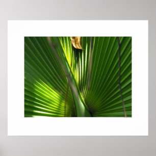Sah Palmetto-Foto-Nahaufnahme Poster