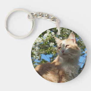 Sahara Chat dans un Porte - clé d'arbre