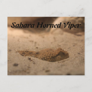 Sahara Horned Viper Postkarte