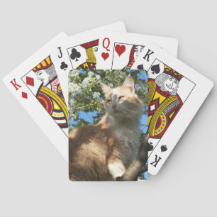 Sahara Katze in einem Baum spielen Karten Spielkarten
