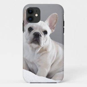 SahneFrenchie title_seo2