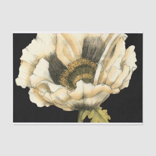 Sahnemohnblumen-Blume auf schwarzem Hintergrund Seidenpapier (Vorderseite)