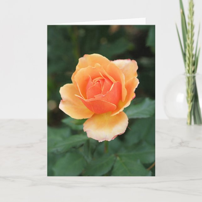 Sahnige orange moderne Rose Karte (Vorderseite)