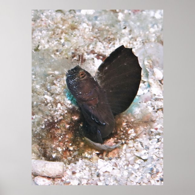 Sailfin Blenny Poster (Vorne)