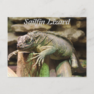 Sailfin Lizard Postkarte