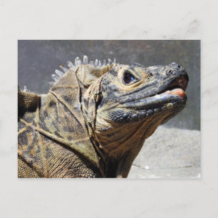 Sailfin Lizard Postkarte