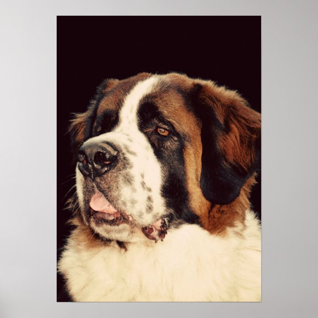 Saint Bernard Poster (Vorne)