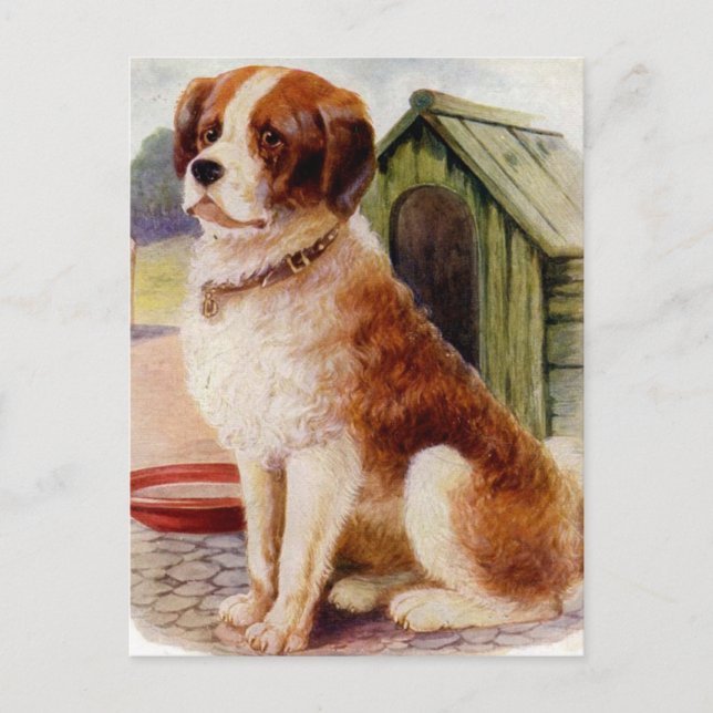 Saint Bernard Postkarte (Vorderseite)