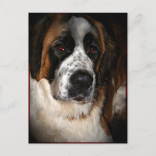 Saint Bernard Postkarten 2