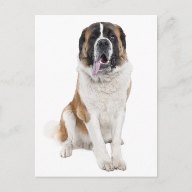 Saint Bernard Puppy Dog Blank Postcard Postkarte (Vorderseite)