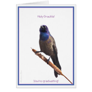 Saint Grackle ! Vous êtes diplômé :