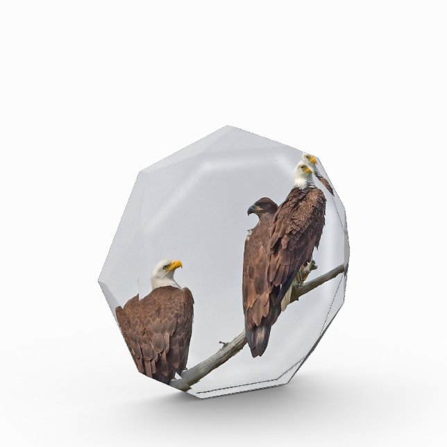 Saison 12 E23 et bloc photo famille (Gauche)