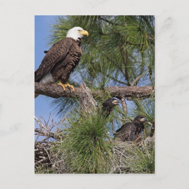 Saison 6 E10, E11 et carte postale Harriet (Devant)