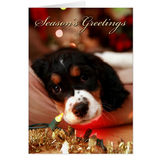 saisons greetins springer spaniel (Devant)