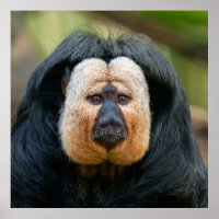 Saki Monkey mit intensivem Stare