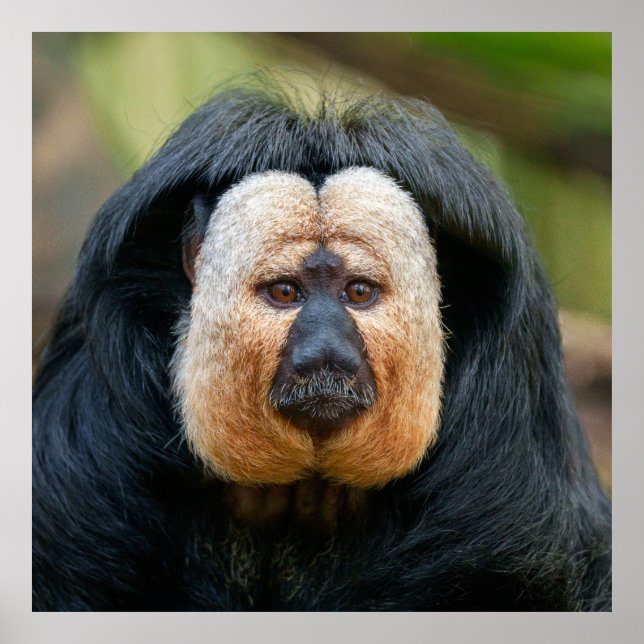 Saki Monkey mit intensivem Stare Poster (Vorne)
