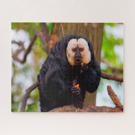 Saki Monkeys.