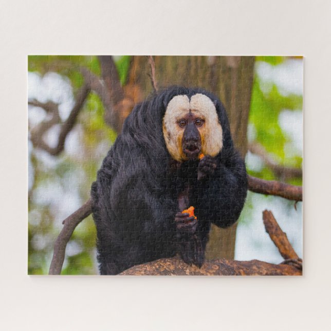 Saki Monkeys. (Horizontal)