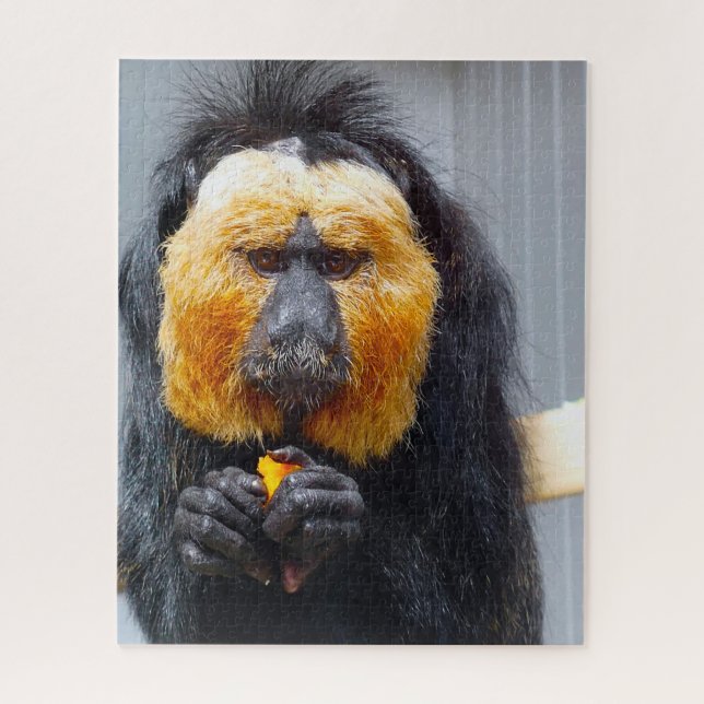 Saki Monkeys. (Vertikal)