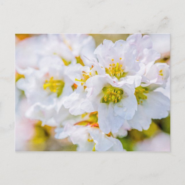 Sakura Blossom Postkarte (Vorderseite)