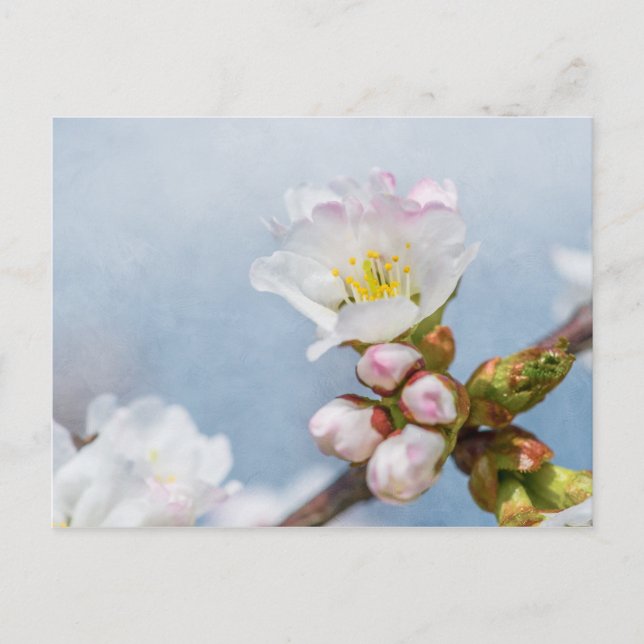 Sakura Blossom Postkarte (Vorderseite)