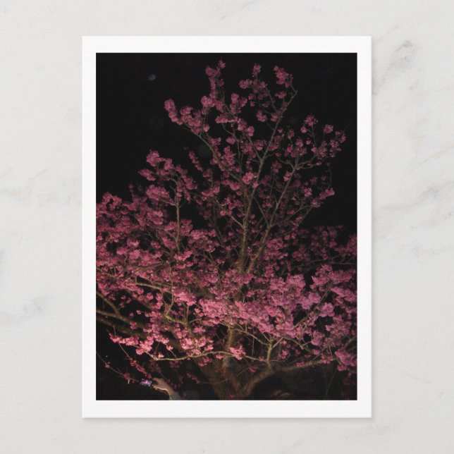 Sakura blüht nachts postkarte (Vorderseite)
