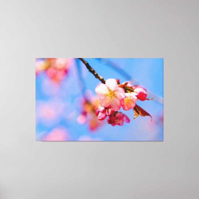 Sakura-Blume, Buds und der blaue Frühlingshimmel Leinwanddruck (Vorderseite)