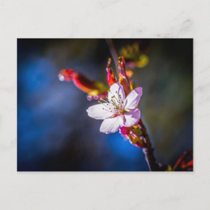 Sakura - Blume der japanischen Kirsche Postkarte