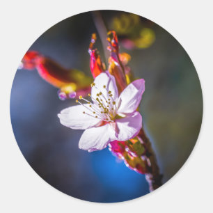 Sakura - Blume der japanischen Kirsche Runder Aufkleber