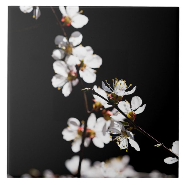Sakura-Blume Fliese (Vorderseite)