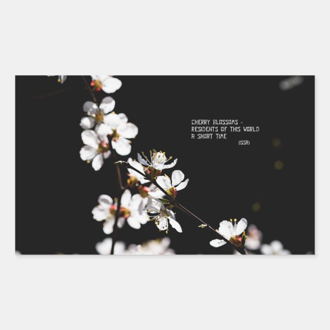 Sakura-Blume Rechteckiger Aufkleber (Vorderseite)