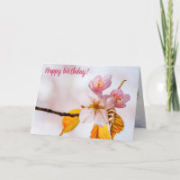 Sakura Blume und weich rosa Hintergrund des Frühli