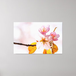 Sakura Blume und weich rosa Hintergrund des Frühli Leinwanddruck