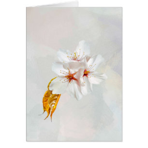 Sakura - Blüte der japanischen Kirsche
