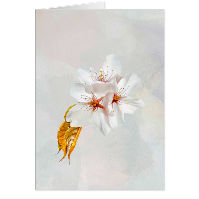 Sakura - Blüte der japanischen Kirsche (Vorne)