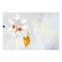 Sakura - Blüte der japanischen Kirsche