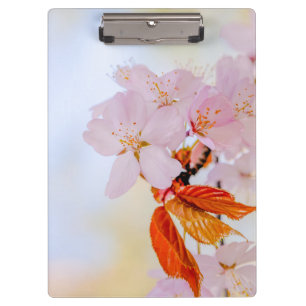 Sakura - Blüte der japanischen Kirsche Klemmbrett