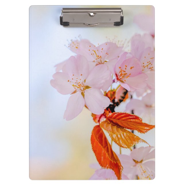 Sakura - Blüte der japanischen Kirsche Klemmbrett (Vorderseite)
