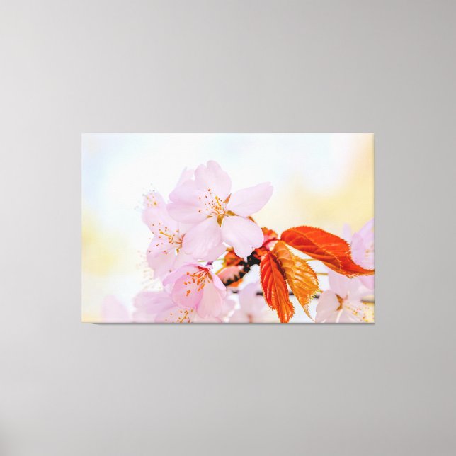 Sakura - Blüte der japanischen Kirsche Leinwanddruck (Vorderseite)