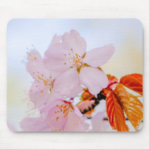 Sakura - Blüte der japanischen Kirsche Mousepad