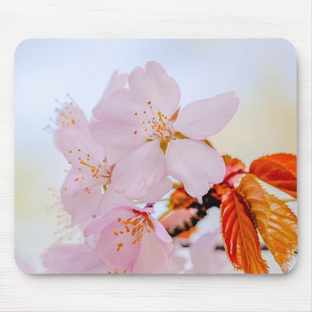 Sakura - Blüte der japanischen Kirsche Mousepad (Vorne)