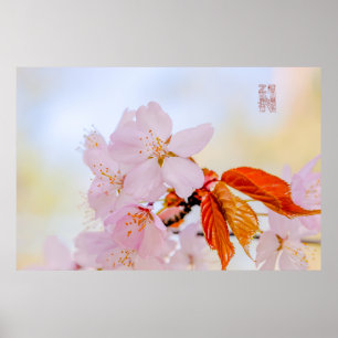 Sakura - Blüte der japanischen Kirsche Poster