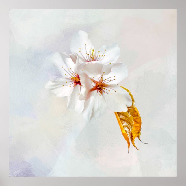 Sakura - Blüte der japanischen Kirsche Poster (Vorne)