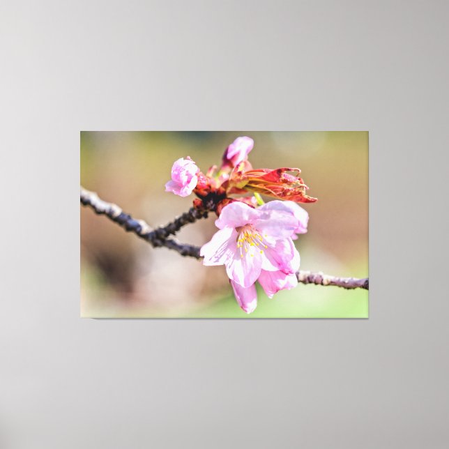 Sakura Buds und eine Blume, grün, beige Hintergrun Leinwanddruck (Vorderseite)