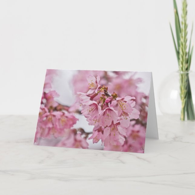 Sakura Cheroms Blüten Pink Karte (Vorderseite)