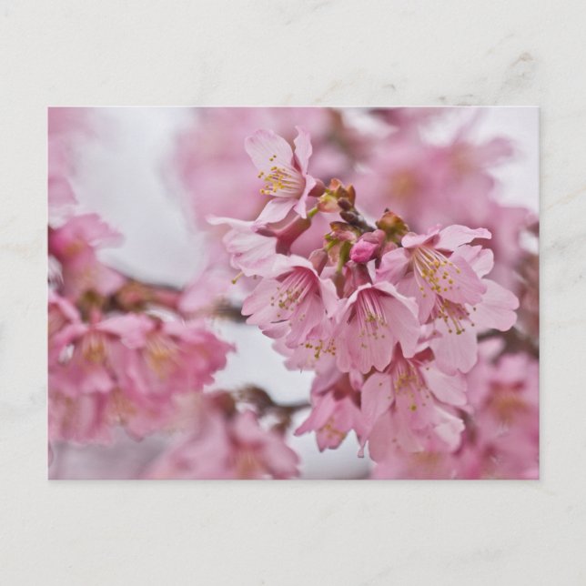 Sakura Cheroms Blüten Pink Postkarte (Vorderseite)