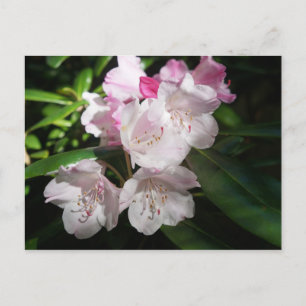 Sakura Cherry Blossom #2 Postkarte