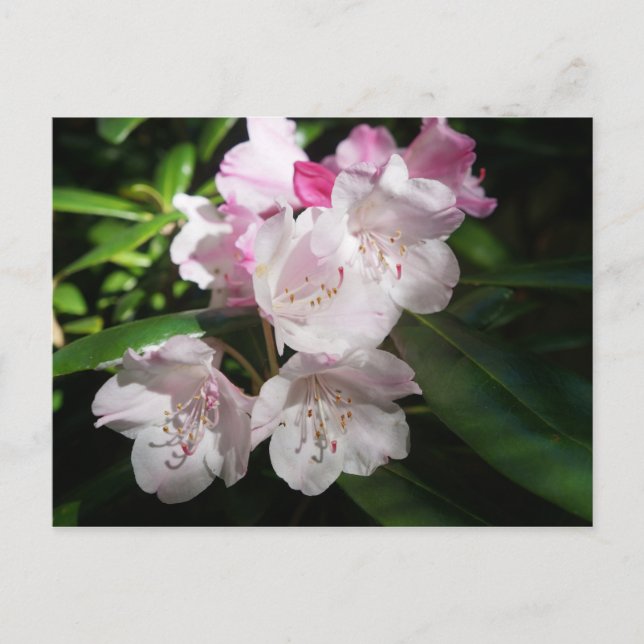 Sakura Cherry Blossom #2 Postkarte (Vorderseite)