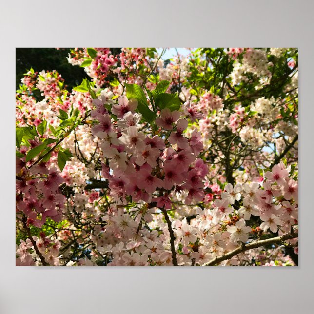 Sakura Cherry Blossom #3 Poster (Vorne)