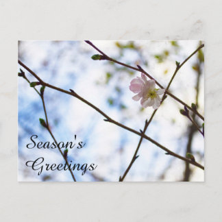 Sakura Cherry Blossom Blume auf einer Zweigstelle Postkarte